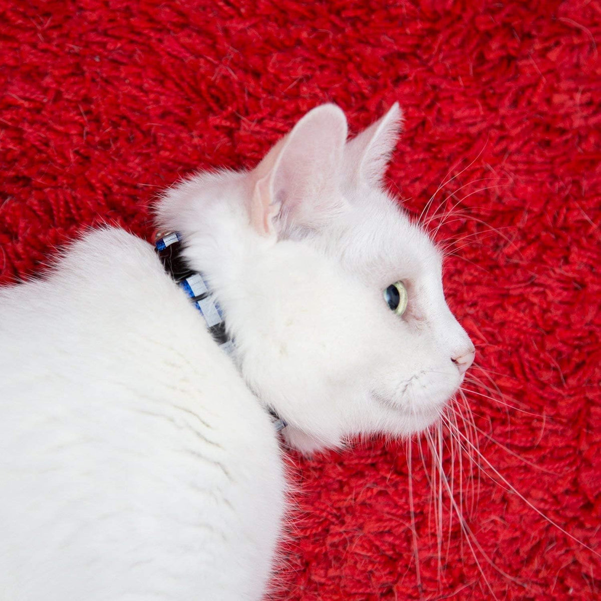 Reflective Nylon Cat Collar with Bell, Set of 6 S128322